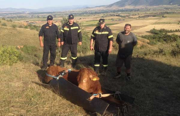 Πτολεμαΐδα: Απεγκλώβισαν ταύρο από χαράδρα 80 μέτρων (βίντεο)